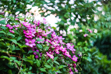pink flowers clematis in the garden