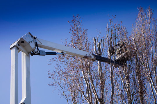 Pruning Of Tall Trees