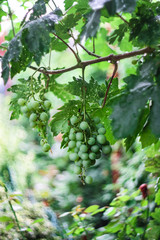 branch of homemade grapes