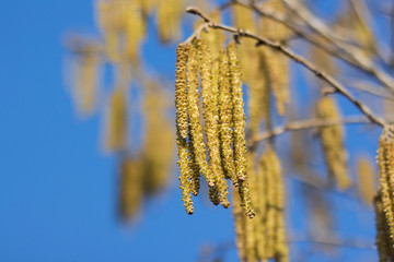 Alder blossoms, closeup.