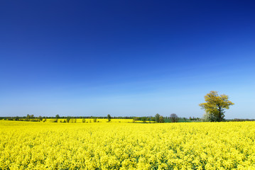 Idyllic landscape, lonely tree among yellow rape fields
