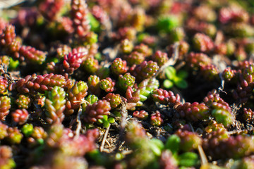 Field groundcover. Macro.