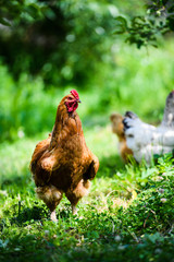 chicken on a farm