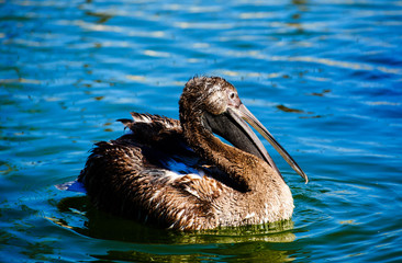 Great white pelican swimming on lake and splashes water.