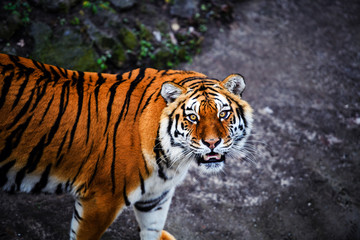 Fototapeta na wymiar Beautiful amur tiger portrait