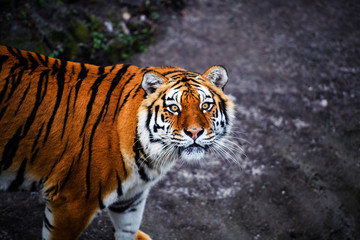 Fototapeta na wymiar Beautiful amur tiger portrait
