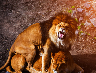 Beautiful Mighty Lion