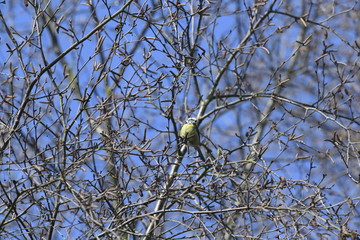 Bluetit in tree