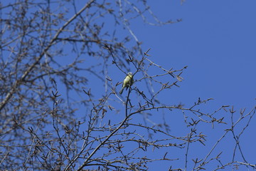 Bluetit in tree