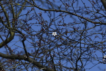 blossom