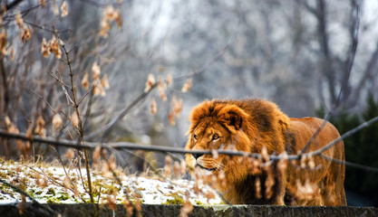 Beautiful Mighty Lion