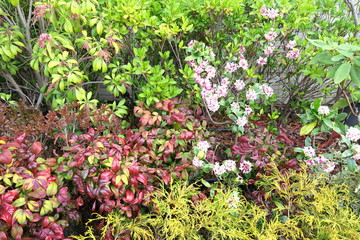 マンションの植え込み風景