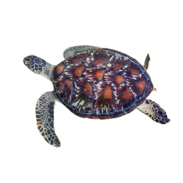 Sea Turtle