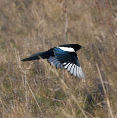 Magpie flying