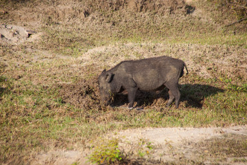Wild Boar in Yala West National Park, Sri Lanka