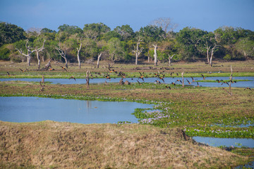 Birds, Nature and landscape in Yala National Park
