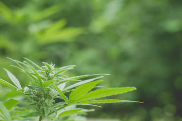 Flowering cannabis plant