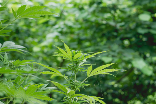 reen cannabis plant