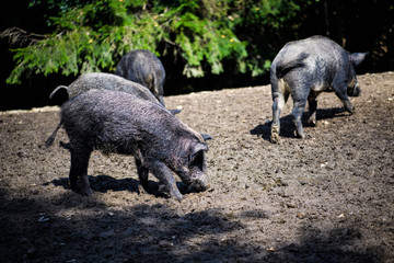 Wild boar in forest