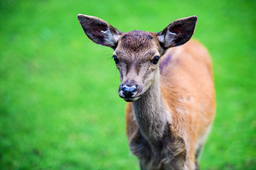 Portrait of powerful adult red deer stag in Autumn Fall forest