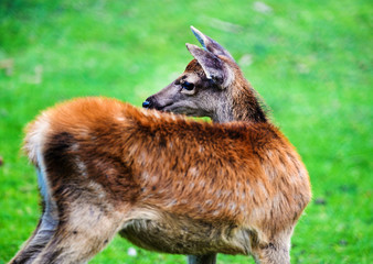 Portrait of powerful adult red deer stag in Autumn Fall forest