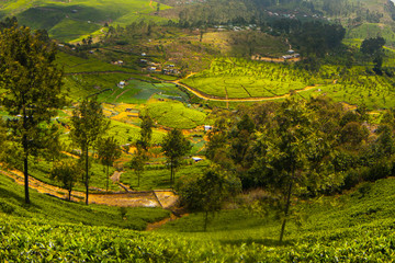 Tea plantation landscape in Sri Lanka