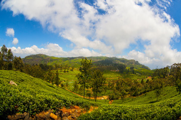 Tea plantation landscape in Sri Lanka