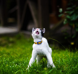 Cat with different colored eyes