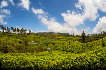 Tea plantation landscape in Sri Lanka