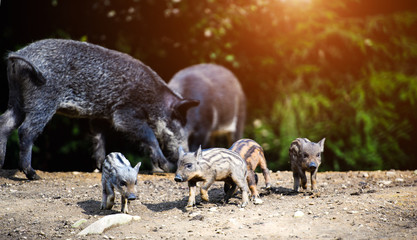 piglets suckling wild boar