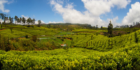 Tea plantation landscape in Sri Lanka