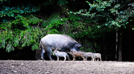 piglets suckling wild boar