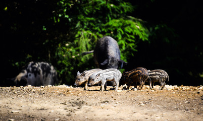 Wild boar in forest