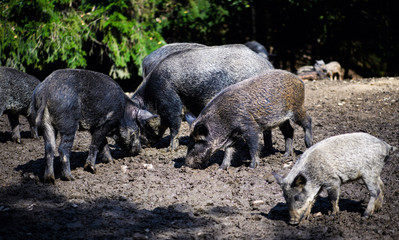Wild boar in forest