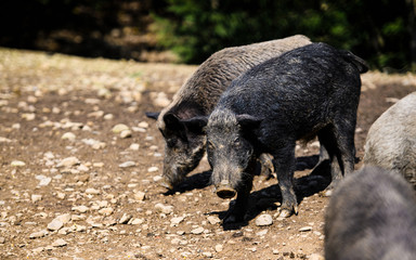 Wild boar in forest