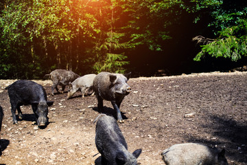Wild boar in forest