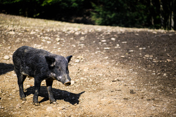 Wild boar in forest