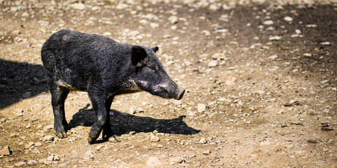 Wild boar in forest