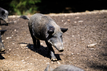 Wild boar in forest