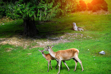 Portrait of powerful young red deer stag in Autumn Fall forest