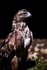 Common buzzard (Buteo buteo)
