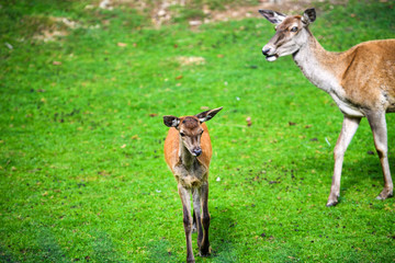 Portrait of powerful young red deer stag in Autumn Fall forest