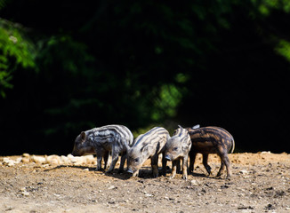 Wild boar in forest