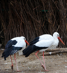 Beautiful white stork