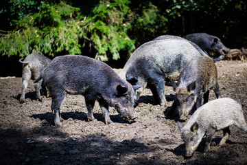 Wild boar in forest