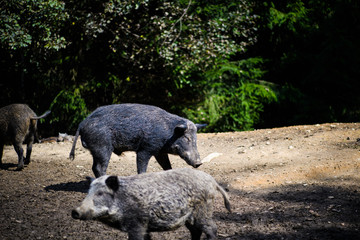 Wild boar in forest