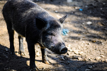 Wild boar in forest