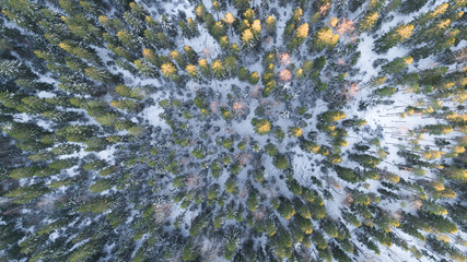 Aerial view of the beautiful trees at sunset. Beautiful winter forest.