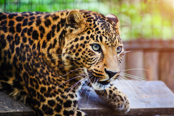 Fototapeta na wymiar Portrait of a beautiful leopard