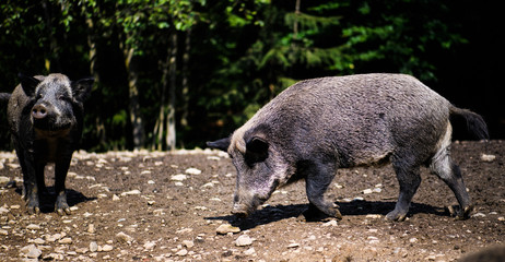 Wild boar in forest